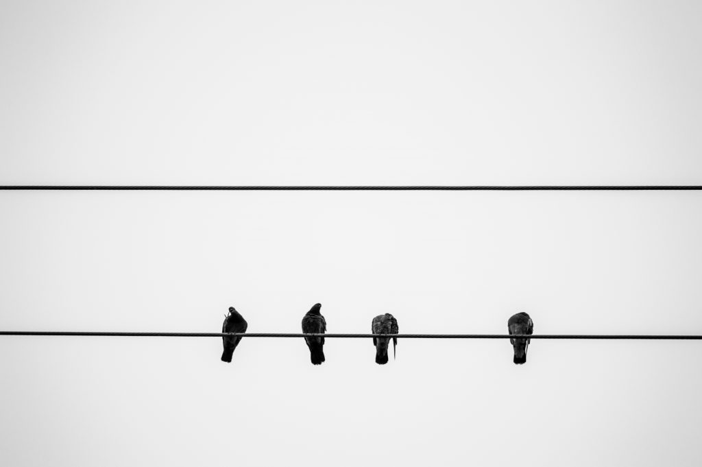 schwarze-vogel-tagsuber-auf-draht-WgK8BWRhqSc