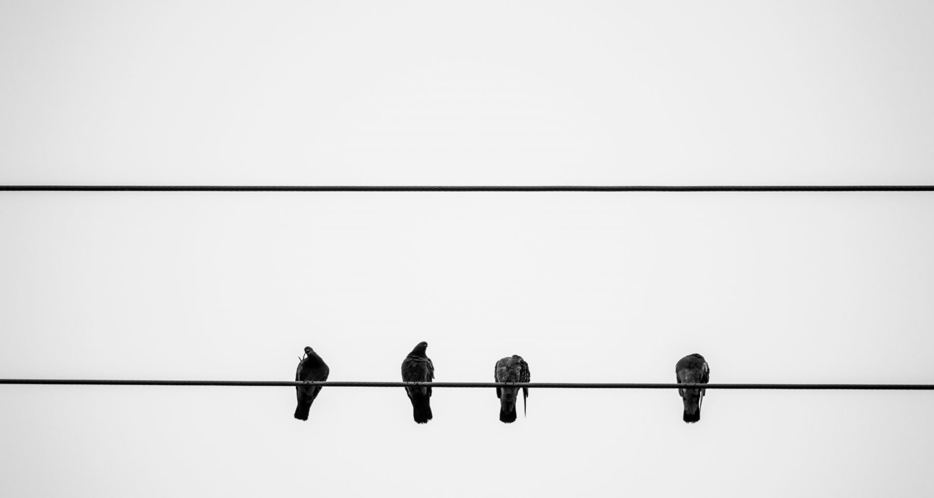 schwarze-vogel-tagsuber-auf-draht-WgK8BWRhqSc