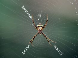 braune-und-schwarze-spinne-auf-spinnennetz-in-nahaufnahmen-tagsuber-PVjrTMzaSVM