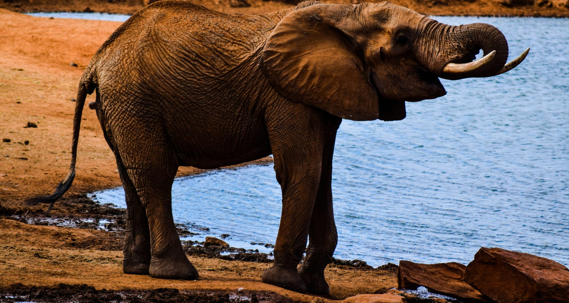 elefant-in-der-nahe-des-gewassers-wahrend-des-tages-IW4DBGh4448