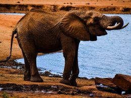 elefant-in-der-nahe-des-gewassers-wahrend-des-tages-IW4DBGh4448