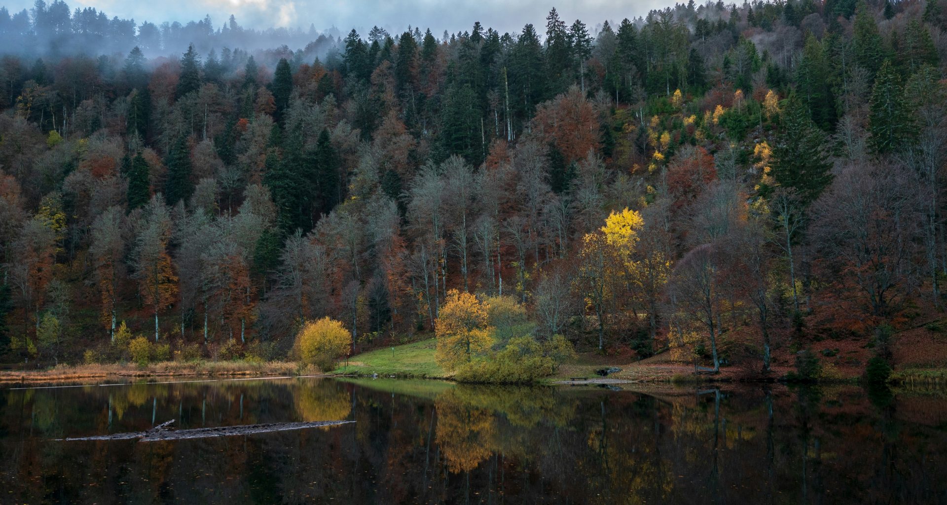 grune-und-braune-baume-in-der-nahe-von-gewassern-GBUp8AIREGE