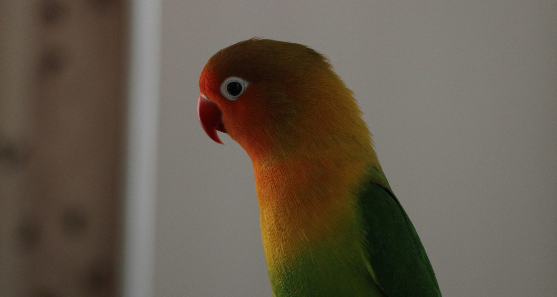 gruner-gelber-und-roter-vogel-y_LtnkHoQNs