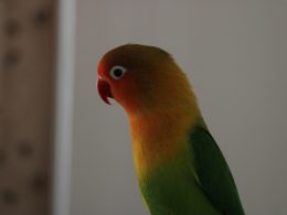 gruner-gelber-und-roter-vogel-y_LtnkHoQNs