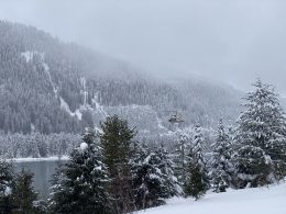 kiefern-tagsuber-in-der-nahe-von-gewassern-mit-schnee-bedeckt-drg9SN8XuSc