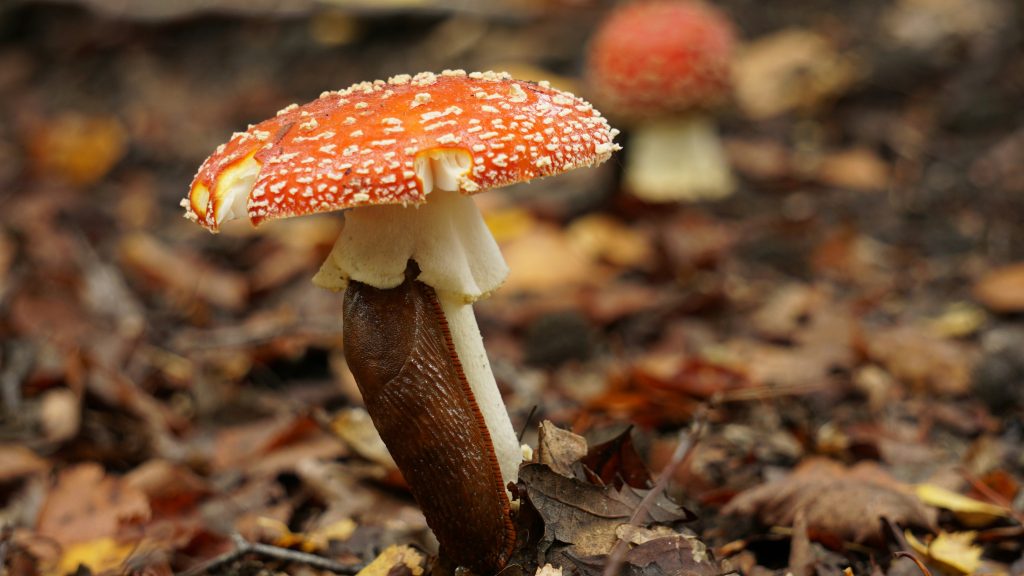 rot-weisser-pilz-im-tilt-shift-objektiv-3Uz-XyQWgpc