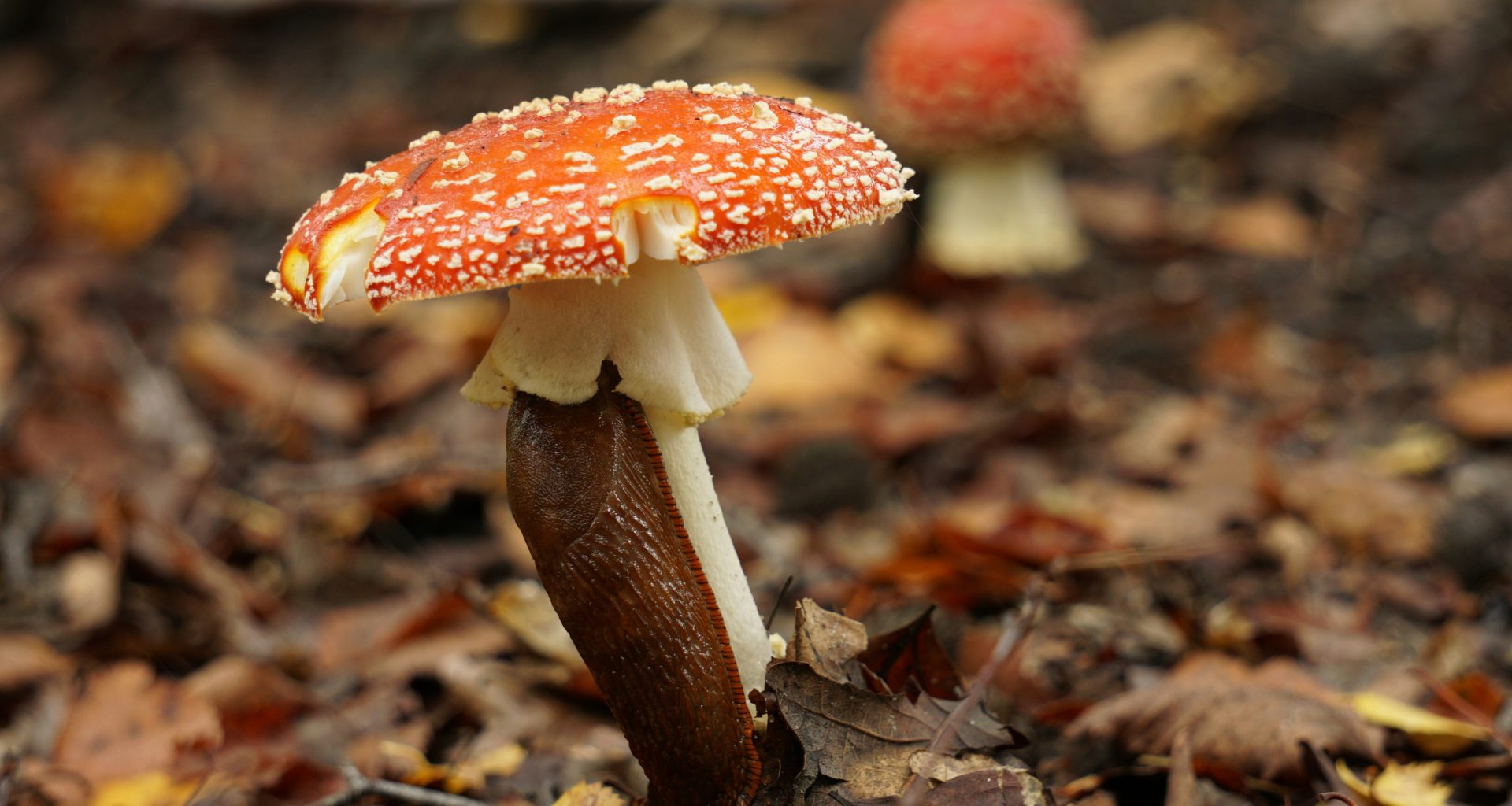 rot-weisser-pilz-im-tilt-shift-objektiv-3Uz-XyQWgpc