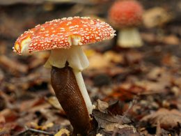 rot-weisser-pilz-im-tilt-shift-objektiv-3Uz-XyQWgpc