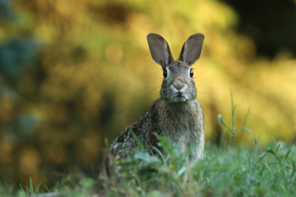 selective-focus-photography-of-brown-rabbit-KvHT4dltPEQ