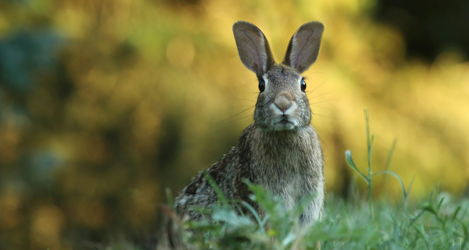 selective-focus-photography-of-brown-rabbit-KvHT4dltPEQ