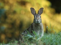 selective-focus-photography-of-brown-rabbit-KvHT4dltPEQ
