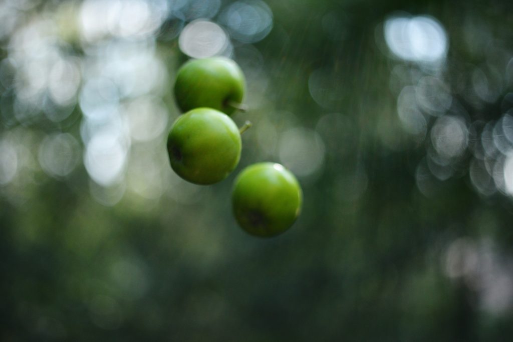 drei-grune-apfel-die-an-einem-baum-in-einem-wald-hangen-ZFyU3whoAMg