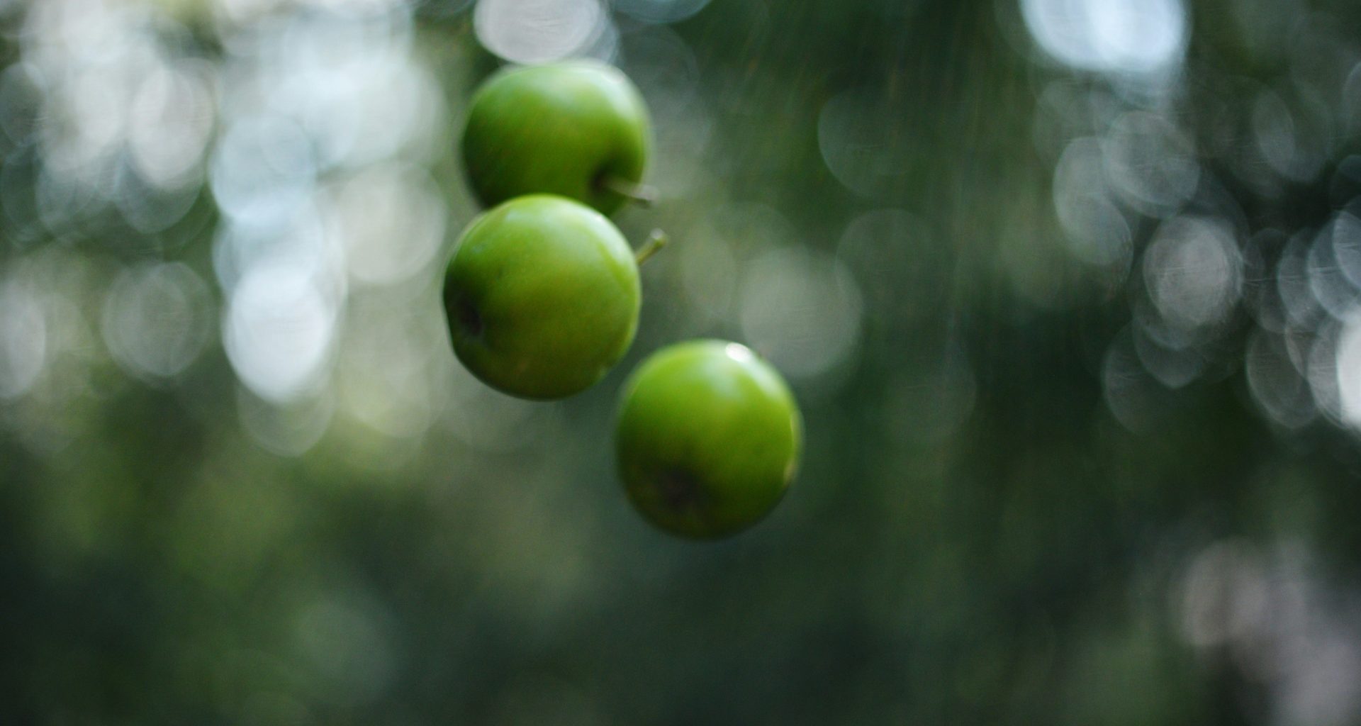 drei-grune-apfel-die-an-einem-baum-in-einem-wald-hangen-ZFyU3whoAMg