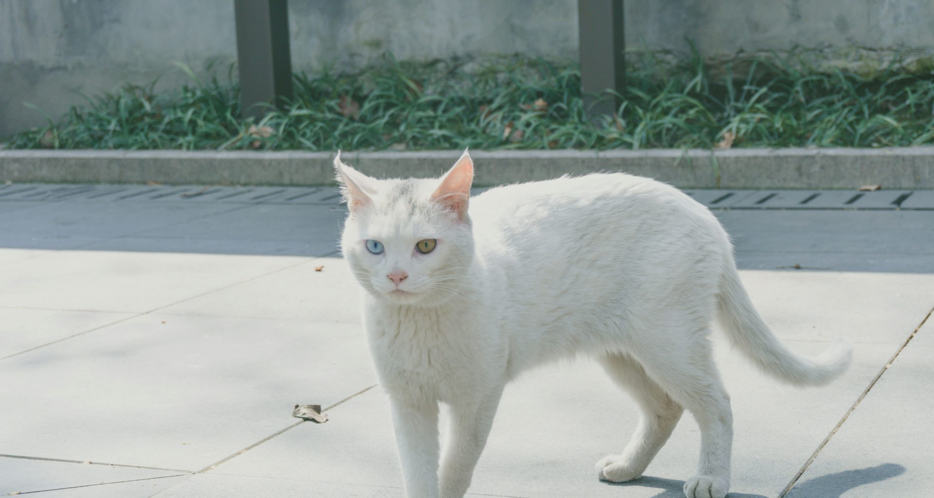 weisse-katze-lauft-tagsuber-auf-grauem-betonboden-JE5gedar0R0