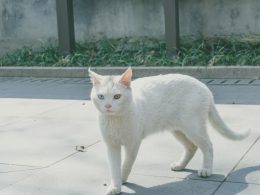 weisse-katze-lauft-tagsuber-auf-grauem-betonboden-JE5gedar0R0