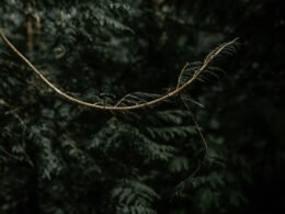 Buffer Dashboard mit geplanten Social Media Beiträgen und Analysen auf einem Laptop-Bildschirm