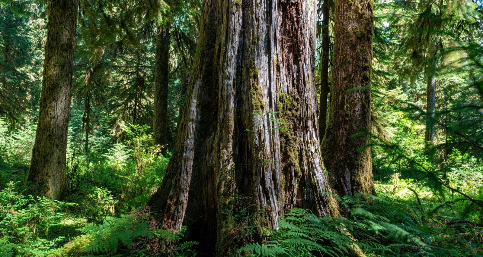 Buffer Dashboard zur Planung und Verwaltung von Social-Media-Posts mit Analysen und Statistiken