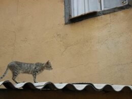 Dashboard von Buffer mit Planungstools für Social Media Beiträge auf verschiedenen Plattformen