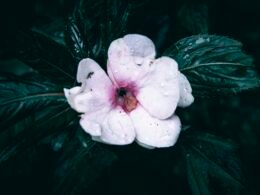 Dashboard von Buffer mit geplanten Social Media Beiträgen und Analysen für mehrere Plattformen