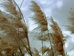 Buffer Dashboard zur Planung und Analyse von Social Media Beiträgen