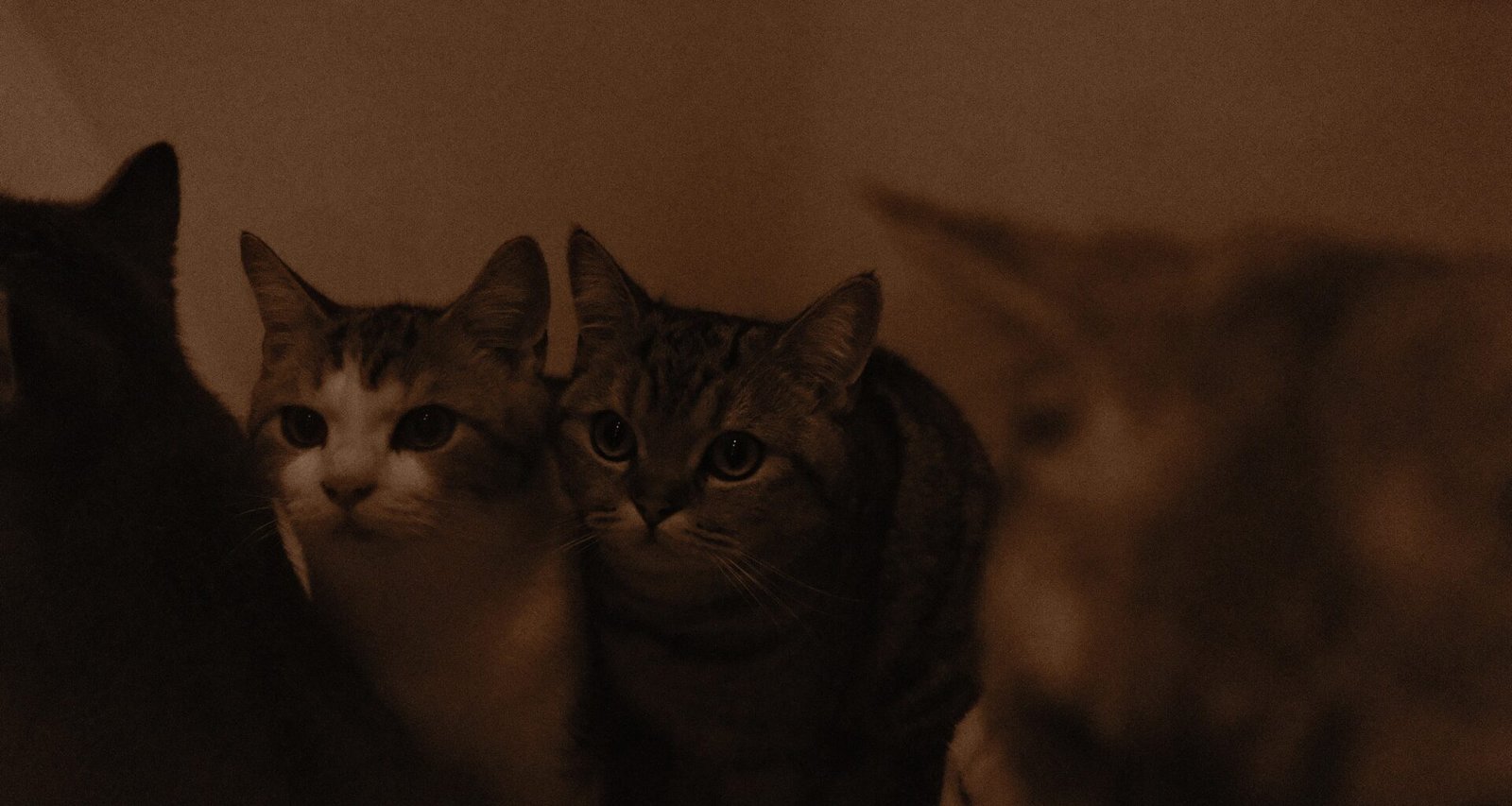 Dashboard von Buffer für die Verwaltung mehrerer Social-Media-Konten