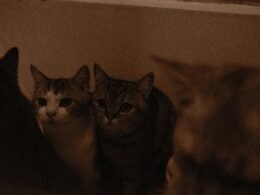 Dashboard von Buffer für die Verwaltung mehrerer Social-Media-Konten