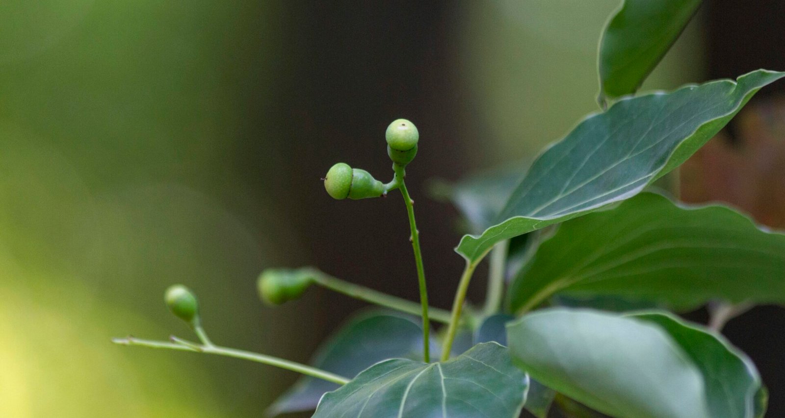 Screenshot der Buffer Plattform mit Planungstools für Social Media Netzwerke