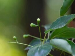 Screenshot der Buffer Plattform mit Planungstools für Social Media Netzwerke