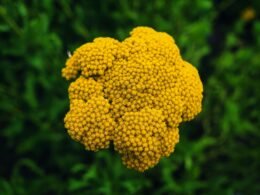 Laptop mit Buffer Social-Media-Management-Tool auf dem Bildschirm in moderner Arbeitsumgebung