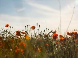 Dashboard von Buffer mit geplanten Social Media Posts auf verschiedenen Plattformen