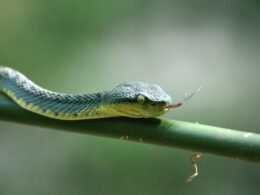 Dashboard von Buffer zur Verwaltung mehrerer Social-Media-Konten mit Planungsoptionen und Analysefunktionen