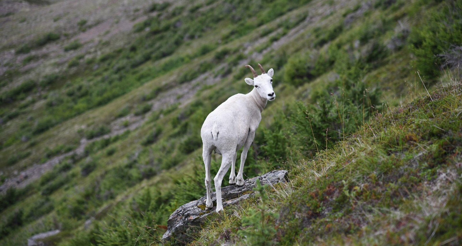 Buffer Dashboard mit Social Media Planung und Analyse-Tools auf einem Laptop