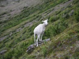 Buffer Dashboard mit Social Media Planung und Analyse-Tools auf einem Laptop
