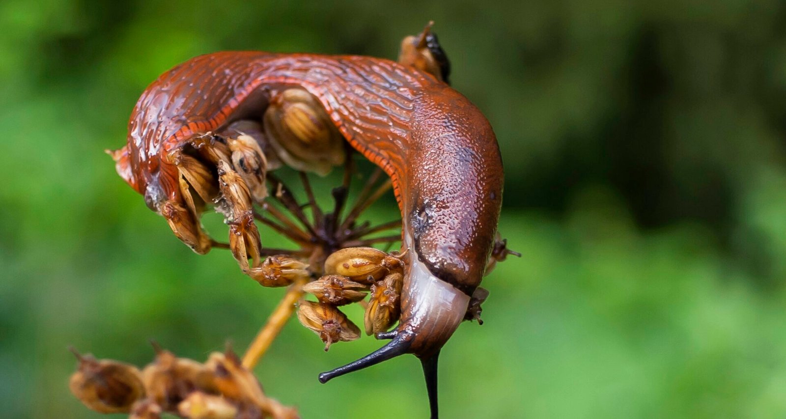 Buffer Social Media Management Dashboard mit geplanter Beitragsübersicht auf einem Laptop-Bildschirm