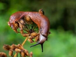 Buffer Social Media Management Dashboard mit geplanter Beitragsübersicht auf einem Laptop-Bildschirm
