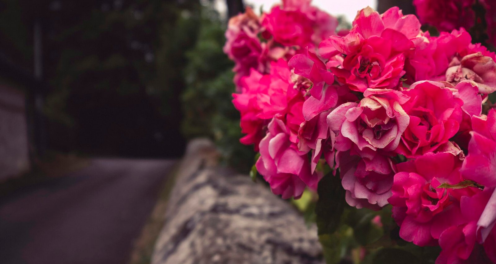 Benutzer arbeitet am Laptop mit Buffer Social Media Planungstool.