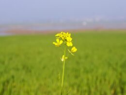 Buffer Dashboard mit geplanten Social Media Beiträgen und Analyse-Statistiken