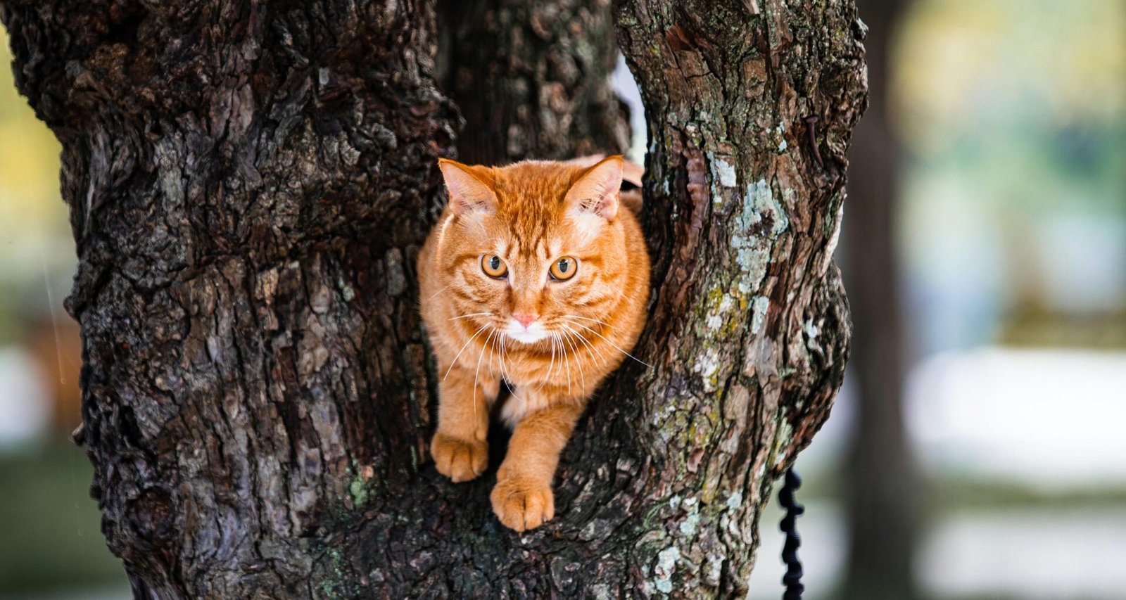 Buffer Dashboard mit Social Media Planungstools und Analysefunktionen auf einem Laptop-Bildschirm