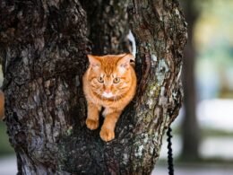 Buffer Dashboard mit Social Media Planungstools und Analysefunktionen auf einem Laptop-Bildschirm