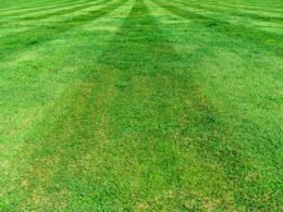 Buffer Dashboard zur Verwaltung und Planung von Social-Media-Posts