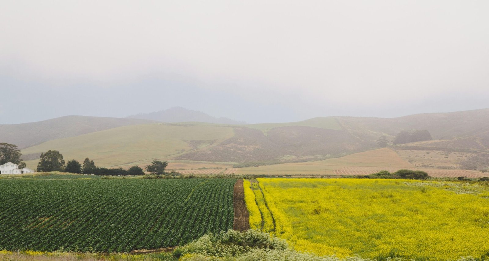Buffer Social Media Management Dashboard mit geplanten Beiträgen