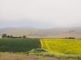 Buffer Social Media Management Dashboard mit geplanten Beiträgen