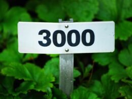 Buffer Dashboard mit geplanten Social-Media-Posts und Analyseübersichten auf einem Computerbildschirm