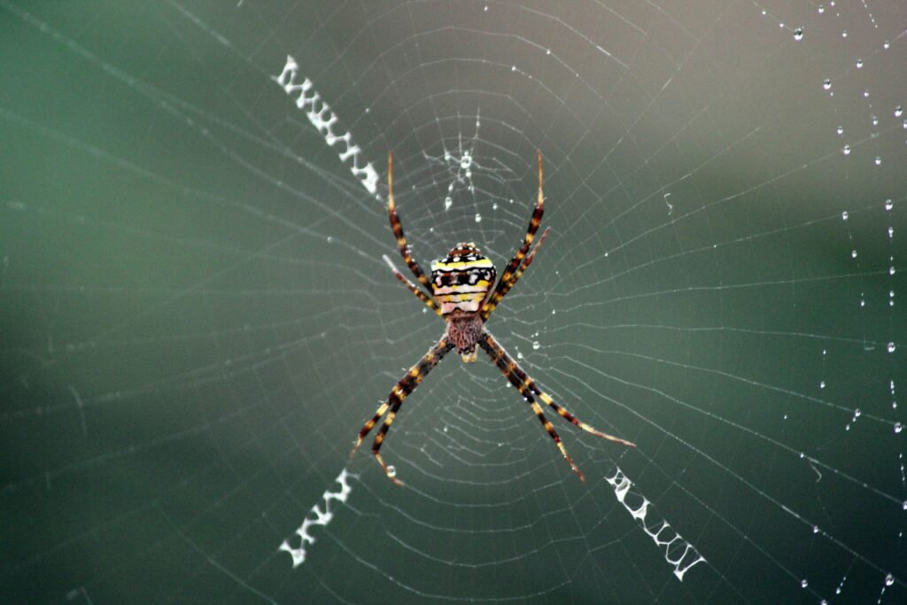 Makroaufnahme einer braunen und schwarzen Spinne, die tagsüber in ihrem Spinnennetz sitzt.