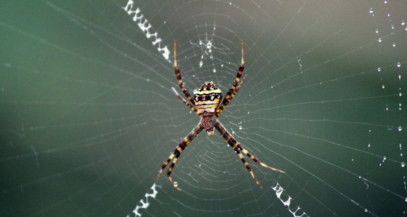 Makroaufnahme einer braunen und schwarzen Spinne, die tagsüber in ihrem Spinnennetz sitzt.