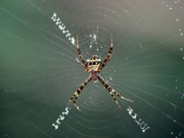 Makroaufnahme einer braunen und schwarzen Spinne, die tagsüber in ihrem Spinnennetz sitzt.