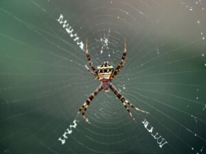 Makroaufnahme einer braunen und schwarzen Spinne, die tagsüber in ihrem Spinnennetz sitzt.