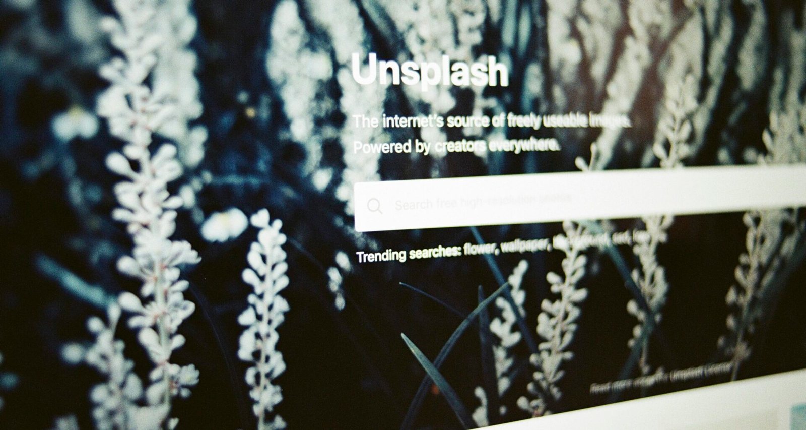 Ein Computerbildschirm mit einer großformatigen Abbildung einer Pflanze, fotografiert auf einem Schreibtisch