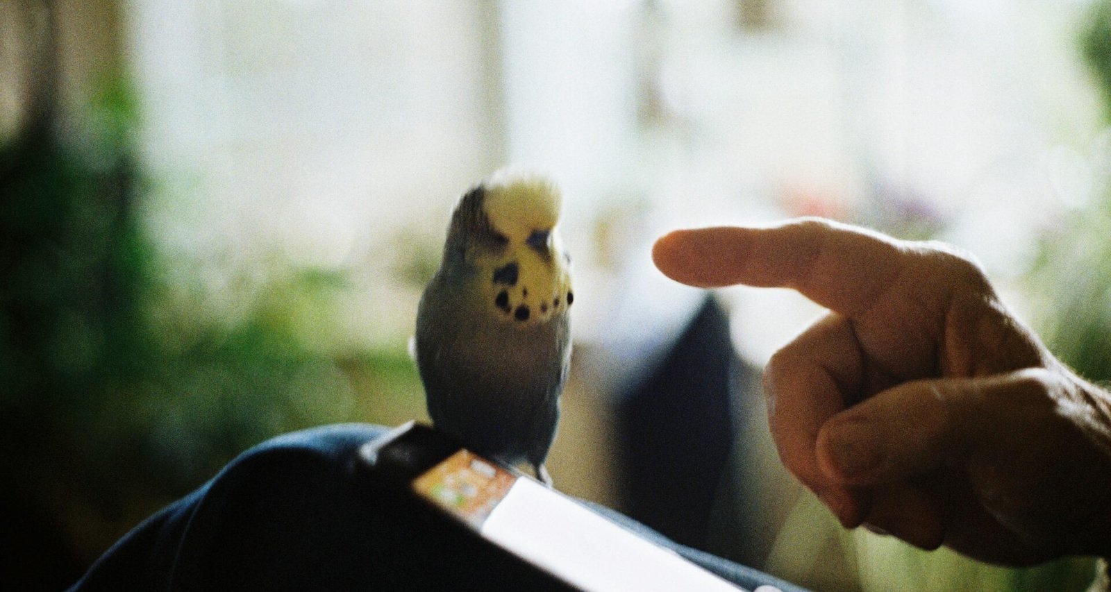 Ein kleiner Vogel sitzt ruhig auf dem Schoß einer Person und zeigt die Verbindung zwischen Mensch und Natur