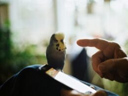 Ein kleiner Vogel sitzt ruhig auf dem Schoß einer Person und zeigt die Verbindung zwischen Mensch und Natur